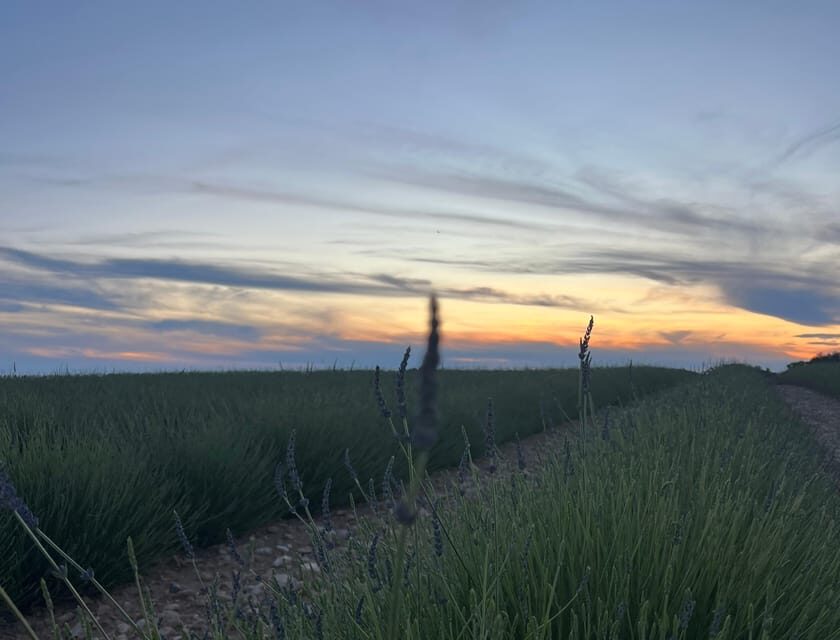 A provençal picnic at sunset in the lavender fields - What Makes This Tour Special?