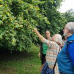 A Tour of Glastonbury - Guided by the Trees - The Experience from a Traveler’s Perspective