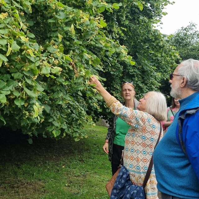 A Tour of Glastonbury - Guided by the Trees - The Experience from a Traveler’s Perspective