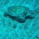 Abades: Guided Snorkeling Tour with Photos - The Itinerary: What to Expect from Start to Finish