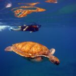 Abades: Paddle Surf and Snorkel with Turtles in a Volcanic Reef - What Makes This Experience Stand Out?