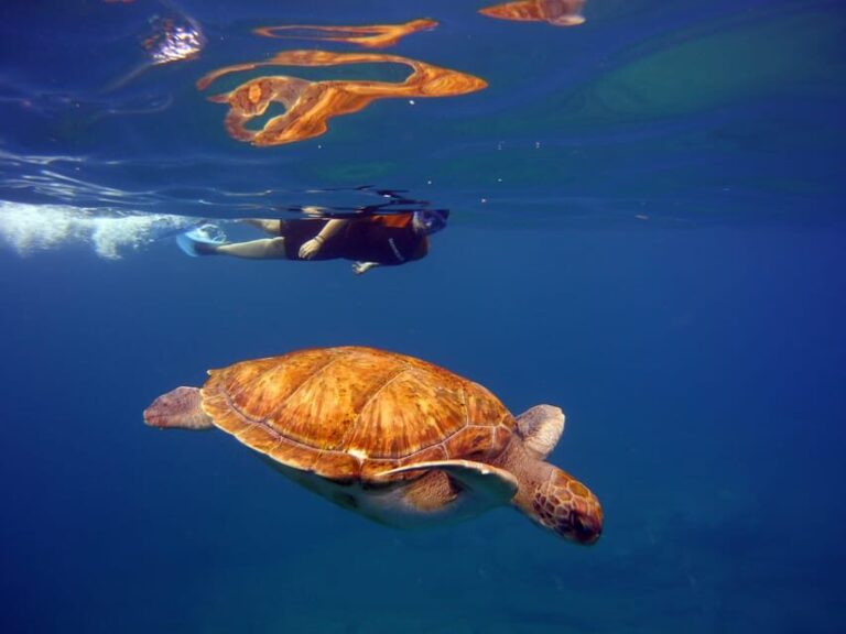 Abades: Paddle Surf and Snorkel with Turtles in a Volcanic Reef - What Makes This Experience Stand Out?