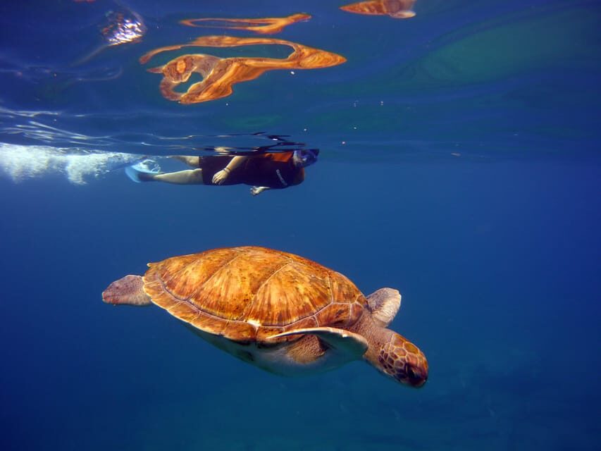 Abades: Paddle Surf and Snorkel with Turtles in a Volcanic Reef - What Makes This Experience Stand Out?