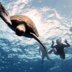 Abades: Tenerife Turtles and Rays Snorkeling Trip - Practical Details and Tips