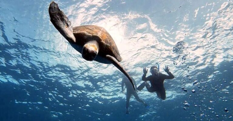 Abades: Tenerife Turtles and Rays Snorkeling Trip - Practical Details and Tips