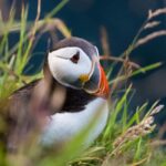 Aberdeen: Bullers of Buchan Puffin Watching Tour - Final Thoughts: Is It Worth It?