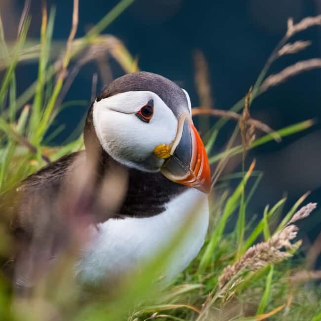 Aberdeen: Bullers of Buchan Puffin Watching Tour - Final Thoughts: Is It Worth It?