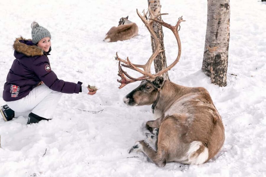 Abisko: Sámi Reindeer Experience with Snacks & Pickup - Who Is This Tour Best For?