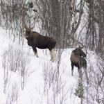 Abisko: Snowmobile Sightseeing Tour - Snowmobile Options and Practical Details