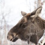 Abisko: Wilderness Snowshoe Hike - Breaking Down the Experience
