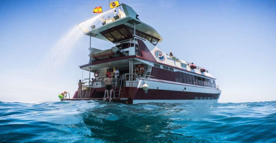 Adeje: Whale and Dolphin Watching Cruise with Lunch and Swim - The Experience: What to Expect