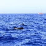 Adults Only Tenerife Freebird Whale Dolphin Catamaran with Lunch - The Full Experience: What to Expect on the Tour