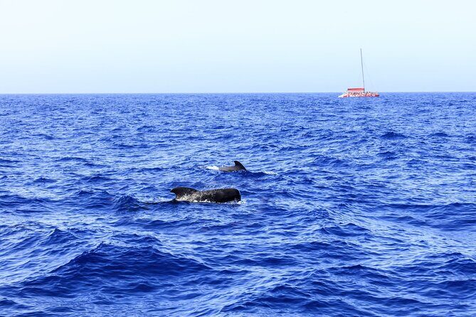 Adults Only Tenerife Freebird Whale Dolphin Catamaran with Lunch - The Full Experience: What to Expect on the Tour