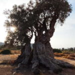 Aegina: Ancient Olive Grove (Eleonas) & Perdika Village Tour - Final Reflection: Is This Tour Right for You?