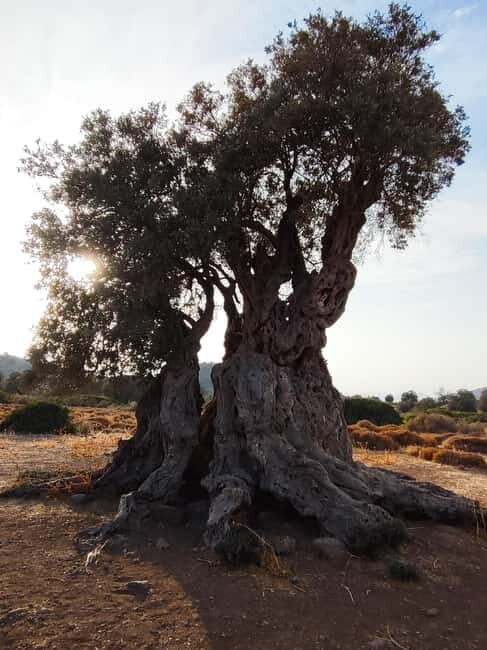 Aegina: Ancient Olive Grove (Eleonas) & Perdika Village Tour - Final Reflection: Is This Tour Right for You?