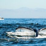 Afternoon Whale Watch - The Actual Boat Experience