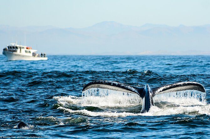 Afternoon Whale Watch - The Actual Boat Experience