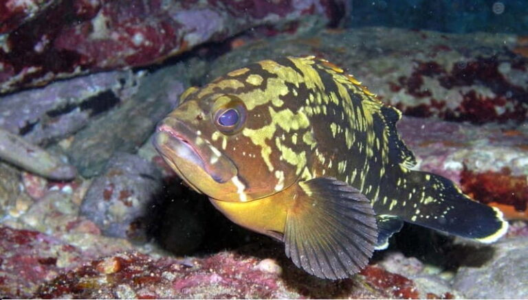 Agia Pelagia: Introduction to Scuba Diving (2 Dives) - The Itinerary in Detail