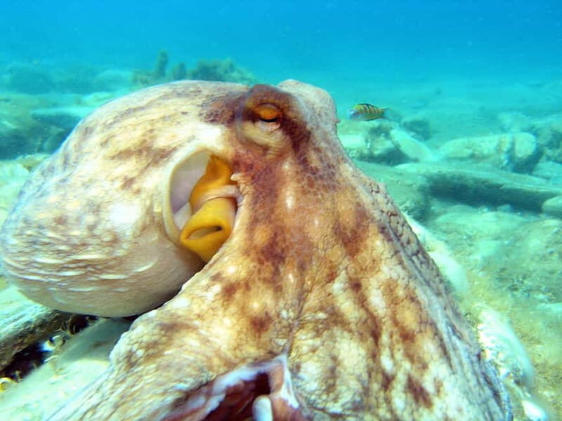 Agia Pelagia: Introduction to Scuba Diving Experience - What Travelers Say