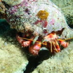 Agia Pelagia: Scuba Diving Activity for Children - The Experience from a Traveler’s Perspective