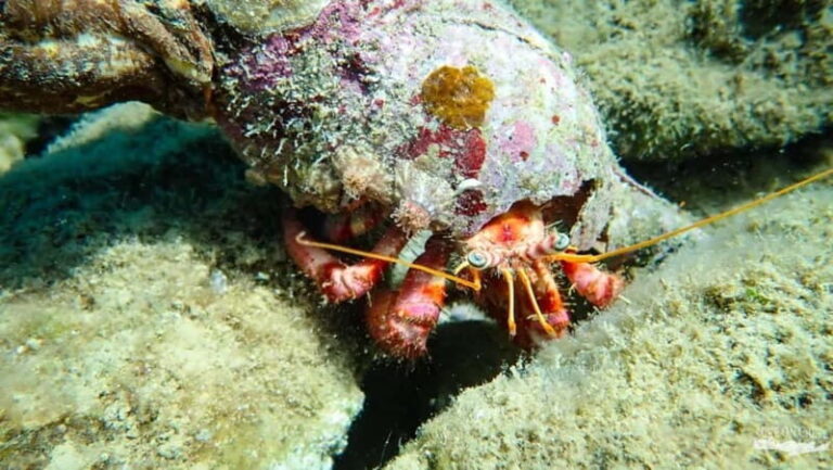 Agia Pelagia: Scuba Diving Activity for Children - The Experience from a Traveler’s Perspective