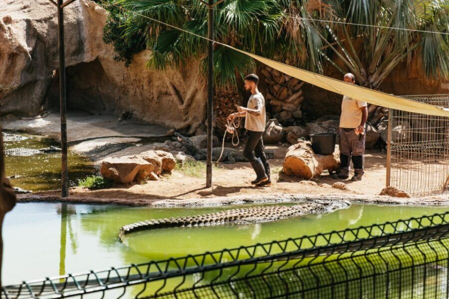 Agüimes: Cocodrilo Park Zoo Entry Ticket - The Visitor Experience: Real Words from Guests