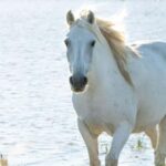 Aigues Mortes: safari en vélo - Ebike tour in Camargue - The Value of the Experience