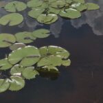 Air Boat Tour of Palm Beach in The Swamp Monster - What the Tour Looks Like: A Deep Dive