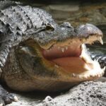 Airboat Rides in Fort Lauderdale Captain Wayne - The Value and Price Point