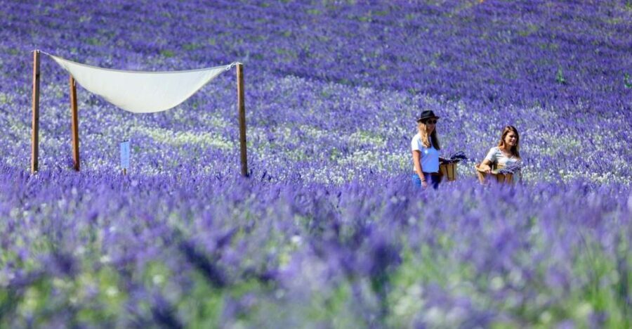 Aix-en-Provence: Lavender Fields Visit - The Landscape and Atmosphere