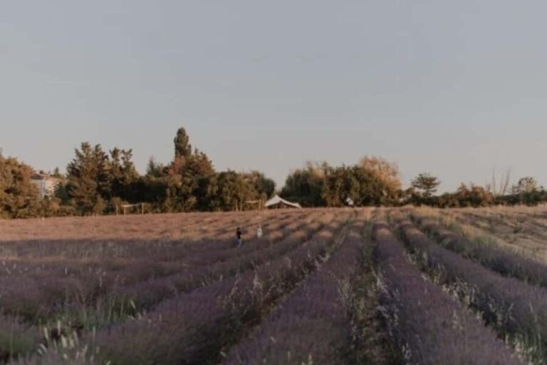 Aix-en-Provence: Visit a Lavender Field + Snacking at TERRE UGO - The Experience and Its Value