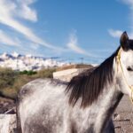 Akrotiri: Guided Horseback Riding Day Trip to a Beach - Who Is This Tour Perfect For?