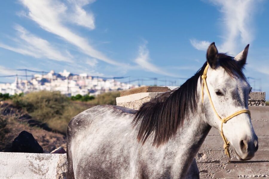 Akrotiri: Guided Horseback Riding Day Trip to a Beach - Who Is This Tour Perfect For?