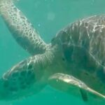 Akumal Bay snorkeling, plus 3 cenotes and great food - What to Expect from This Tour