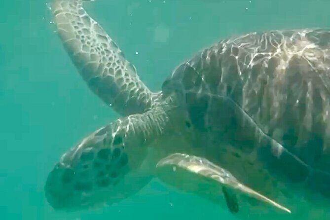 Akumal Bay snorkeling, plus 3 cenotes and great food - What to Expect from This Tour