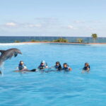 Akumal: Dolphin Encounter - What Will You Do During the Tour?