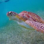 Akumal : Guided Snorkeling with Green Turtles and Corals - What You’ll See in Akumal