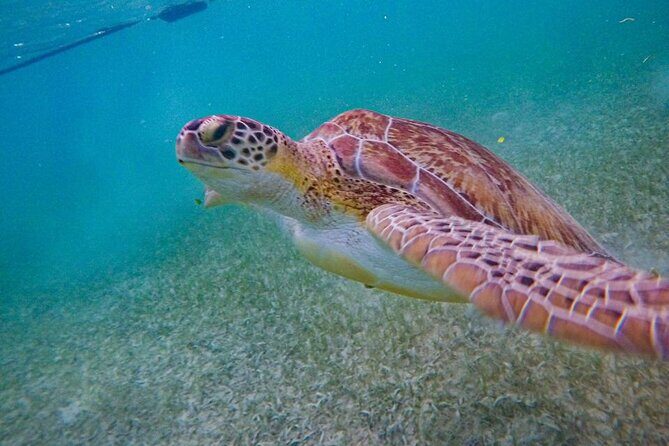 Akumal : Guided Snorkeling with Green Turtles and Corals - What You’ll See in Akumal