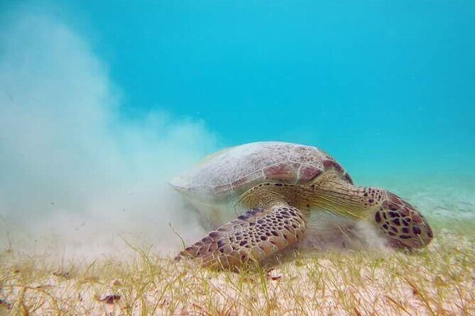 Akumal Turtles Snorkeling and GoPro pictures - Real Traveler Feedback