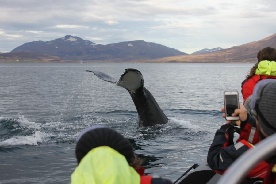 Akureyri: 2-Hour Whale Watching Express by RIB Speedboat - What Makes This Tour Stand Out