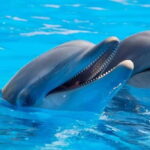 Alanya: Sealanya Dolphinpark Dolphin Show Tour - What the Tour Offers: A Deep Dive