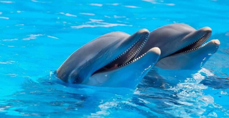 Alanya: Sealanya Dolphinpark Dolphin Show Tour - What the Tour Offers: A Deep Dive