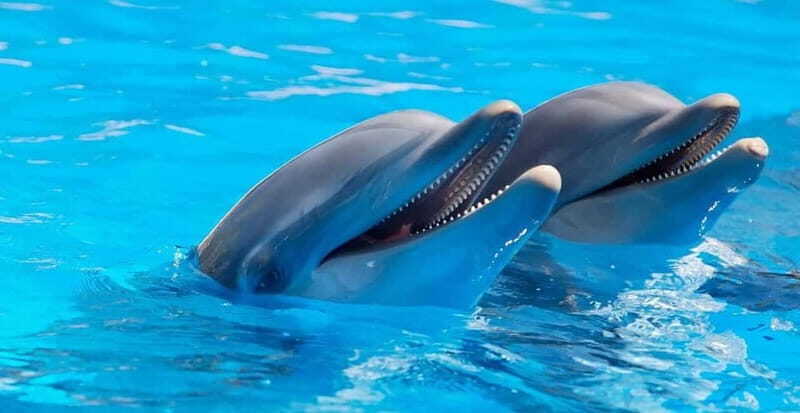 Alanya: Sealanya Dolphinpark Dolphin Show Tour - What the Tour Offers: A Deep Dive