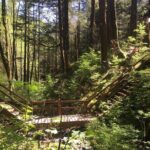 Alaska Bigfoot Adventures - The Pros and Cons