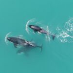 Alaska Whale Watching with bonus Drone viewing of Whales - Wildlife Encounters: What You Might See