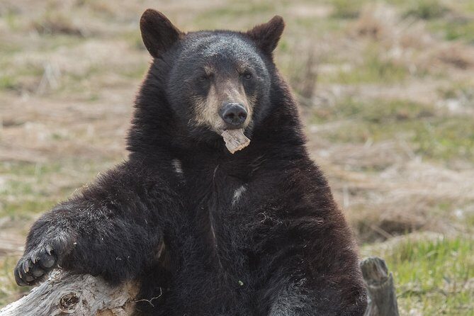 Alaska Wildlife Day Tour with Free Hotel Pickup - Frequently Asked Questions