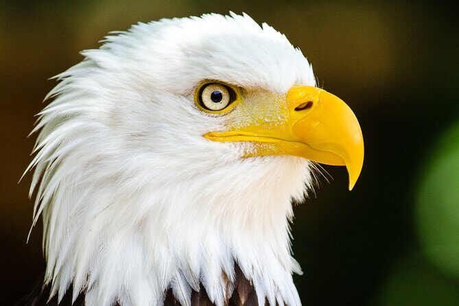 Alaska Wildlife Safari and Sightseeing Tour - FAQ