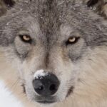 Alaska Wildlife Tour - Who Should Consider This Tour?