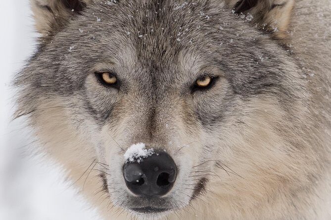 Alaska Wildlife Tour - Who Should Consider This Tour?