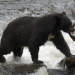 Alaskan Bear Encounter by Land & Sea - FAQs